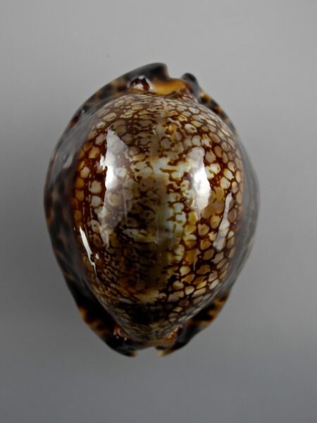 Cypraea maculifera martybealsi 69,2 mm Gem-0