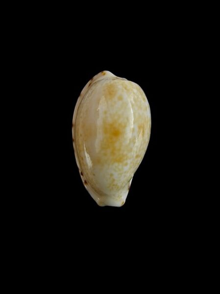 Cypraea piperita piperita Gem 23,2 mm-0