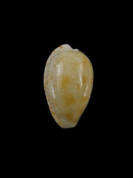 Cypraea piperita piperita Gem 24,2 mm-0