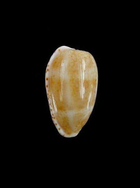 Cypraea piperita piperita Gem 22,6 mm-0