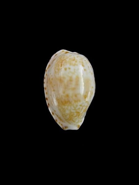 Cypraea piperita piperita Gem 21,5 mm-0