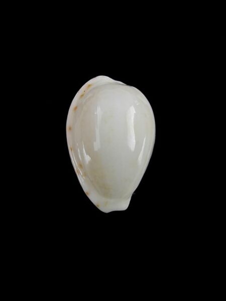 Cypraea comptonii mayi 22,2 mm Gem-0