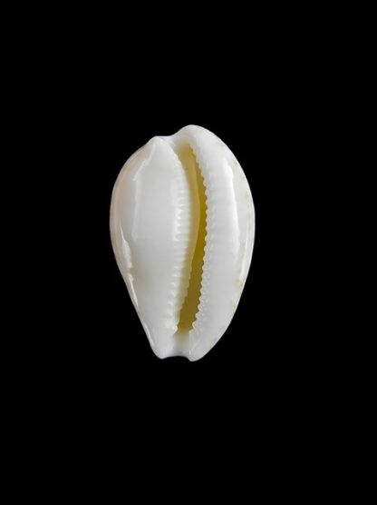 Cypraea comptonii mayi 22,2 mm Gem-5794