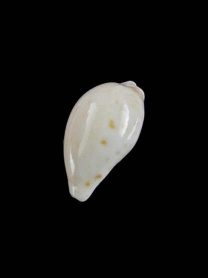 Cypraea comptonii mayi 22,2 mm Gem-5795