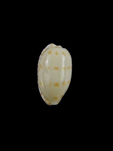 Cypraea pulicaria Gem 18,4 mm-0