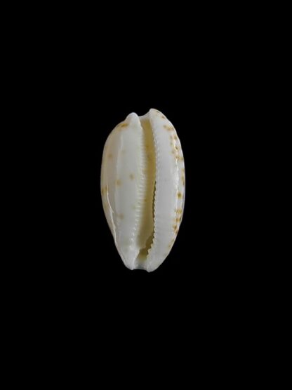 Cypraea pulicaria Gem 18,4 mm-5804