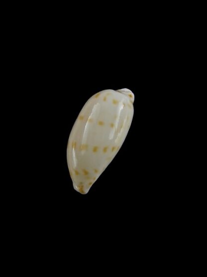 Cypraea pulicaria Gem 18,4 mm-5802