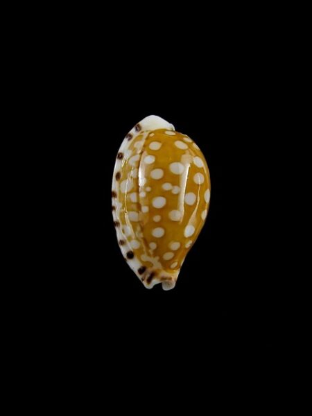 Cribrarula astaryi 15,8 mm Gem-0