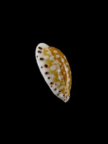 Cribrarula astaryi 15,8 mm Gem-5826