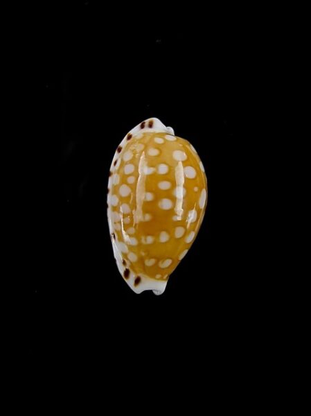Cribrarula astaryi 15 mm Gem-0