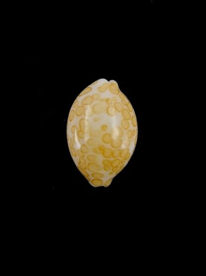 Cypraea mariae 15,5 mm Gem-0
