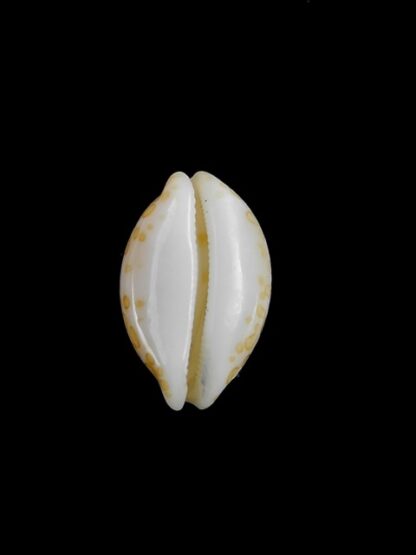 Cypraea mariae 15,5 mm Gem-5860