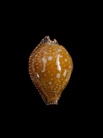 Cypraea guttata surinensis " minima" Gem- 39,2 mm-5873