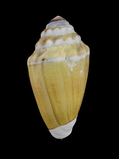 Conus dorreensis " Giant " 38 mm Gem-0