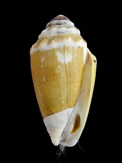 Conus dorreensis " Giant " 38 mm Gem-5972