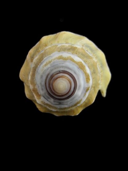 Conus dorreensis " Giant " 38 mm Gem-5973
