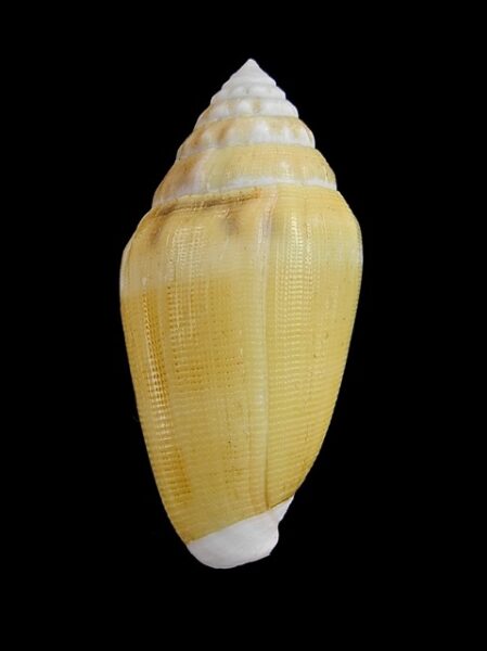 Conus dorreensis " Giant " 36 mm Gem-0
