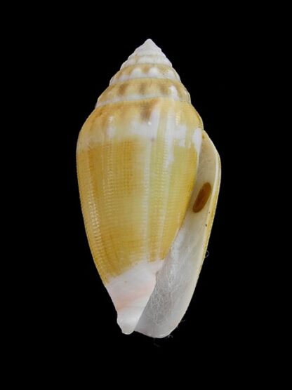 Conus dorreensis " Giant " 36 mm Gem-5979