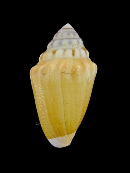 Conus dorreensis " Giant " 34 mm F+++-0