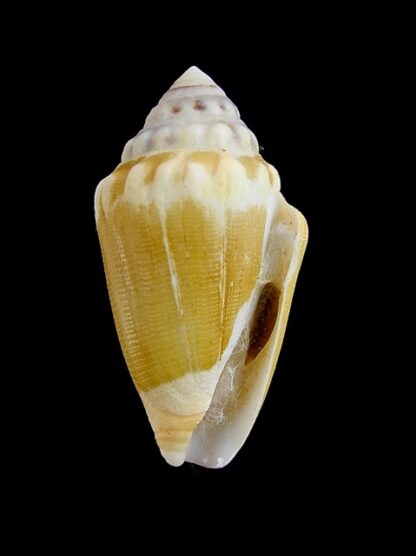 Conus dorreensis " Giant " 34 mm F+++-5984