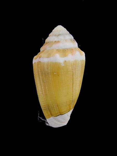 Conus dorreensis 29 mm Gem-0