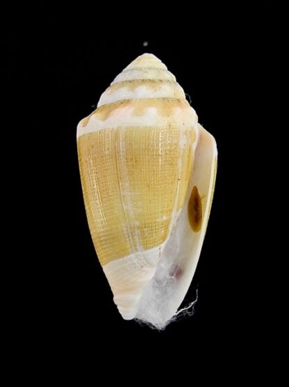 Conus dorreensis 29 mm Gem-5990