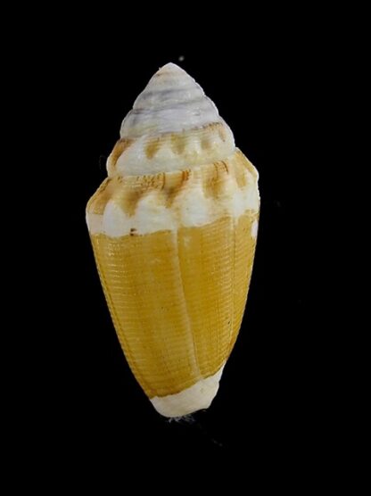 Conus dorreensis 29 mm Gem-0