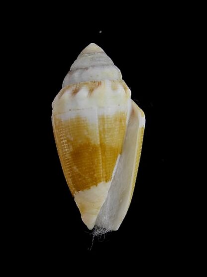 Conus dorreensis 29 mm Gem-5995