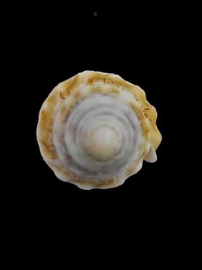 Conus dorreensis 29 mm Gem-5996
