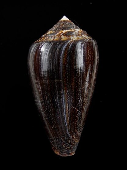 Conus victoriae " black" 39,6 mm Gem-0