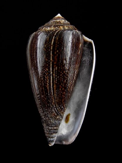 Conus victoriae " black" 39,6 mm Gem-6013