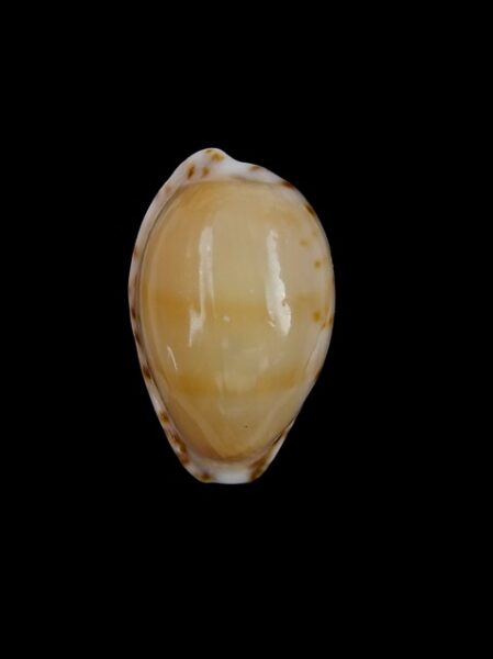 Cypraea comptonii Gem 21,3 mm-0