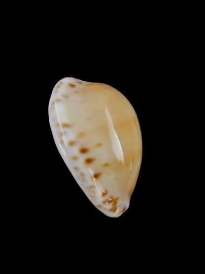 Cypraea comptonii Gem 21,3 mm-6075
