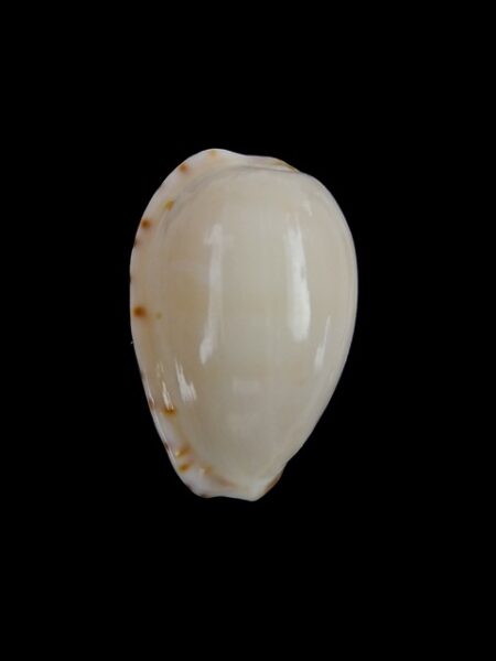Cypraea comptonii mayi 22,4 mm Gem-0