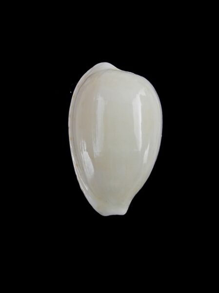 Cypraea comptonii mayi f. casta 19,9 mm Gem-0