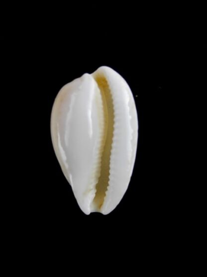 Cypraea comptonii mayi f. casta 19,9 mm Gem-6092