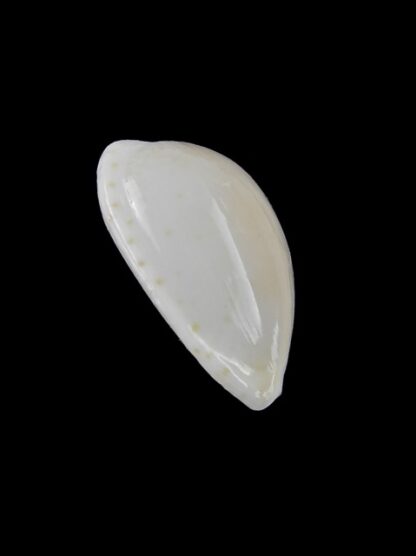 Cypraea comptonii mayi f. casta 19,9 mm Gem-6091