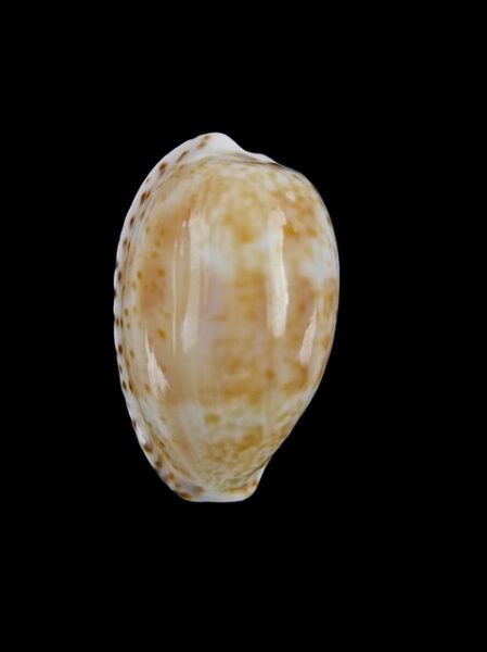Cypraea piperita piperita Gem 23,7 mm-0