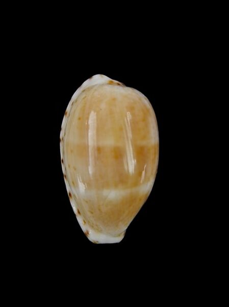 Cypraea piperita piperita Gem 24,9 mm-0