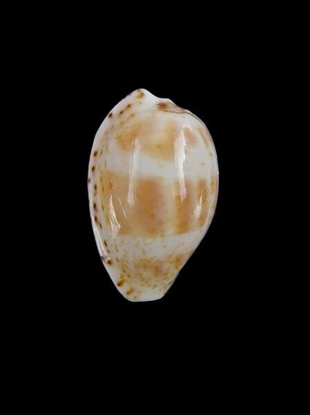 Cypraea piperita piperita Gem 20,5 mm-0