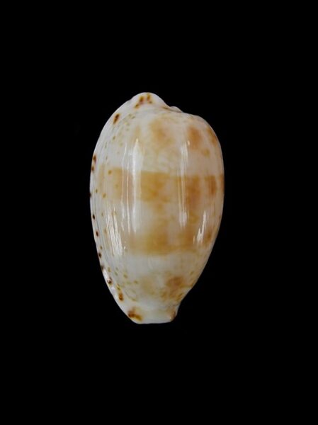 Cypraea piperita piperita Gem 22,7 mm-0