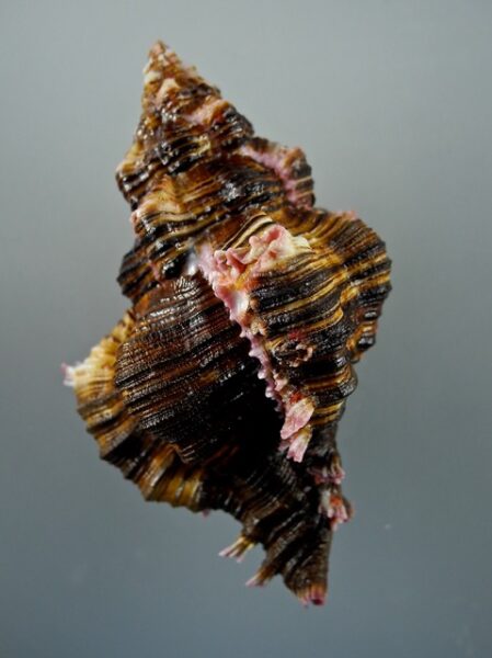 Chicoreus maurus Gem 96,2 mm W/O-0