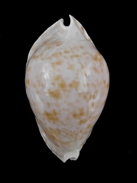 Zoila marginata f. consueta 56,6 mm F+++/Gem-0