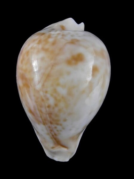 Umbilia hesitata portlandensis Gem 77.8 mm - 62 grms.-0
