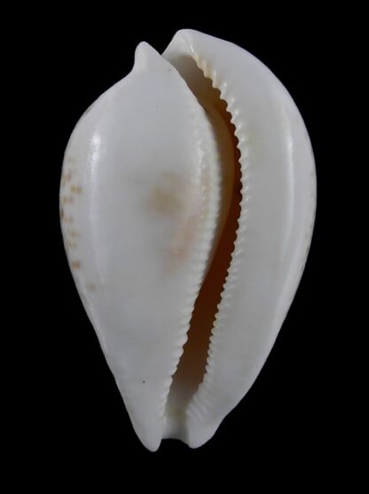 Umbilia hesitata portlandensis Gem 77.8 mm - 62 grms.-6150