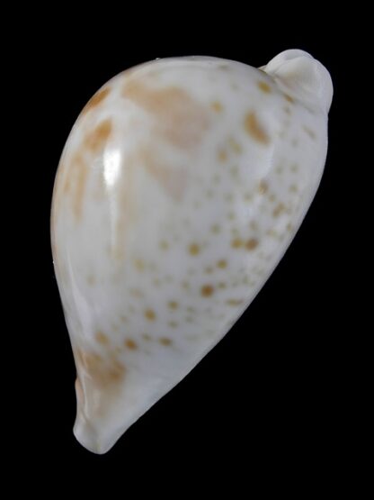 Umbilia hesitata portlandensis Gem 77.8 mm - 62 grms.-6153