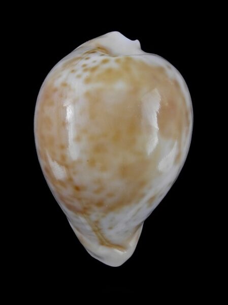 Umbilia hesitata portlandensis Gem 72.2 mm - 48 grms.-0
