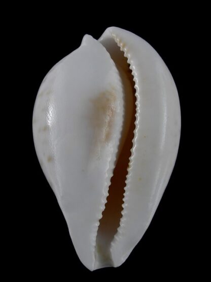 Umbilia hesitata portlandensis Gem 72.2 mm - 48 grms.-6161