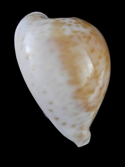 Umbilia hesitata portlandensis Gem 72.2 mm - 48 grms.-6158