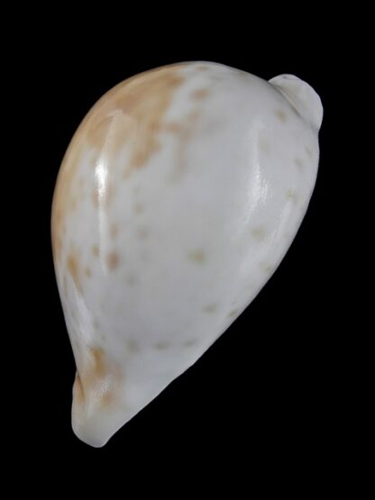 Umbilia hesitata portlandensis Gem 72.2 mm - 48 grms.-6160